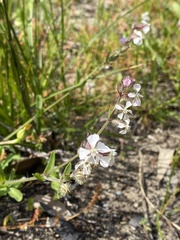 Silene gallica