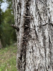 Toxicodendron radicans