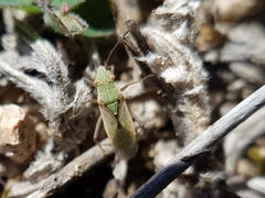 Agraphopus lethierryi