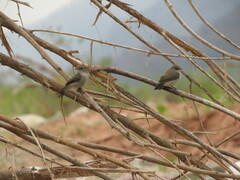Serpophaga nigricans