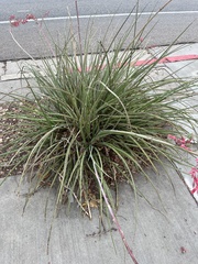 Hesperaloe