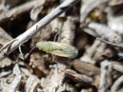 Agraphopus lethierryi