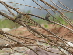 Serpophaga nigricans