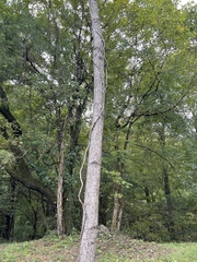 Toxicodendron radicans