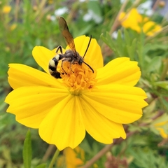 Campsomerinae