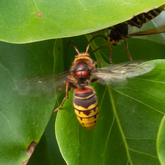 Vespa crabro