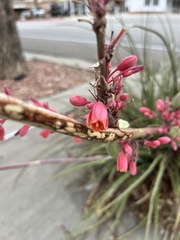 Hesperaloe