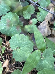 Oplismenus hirtellus