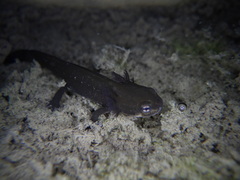 Cynops pyrrhogaster