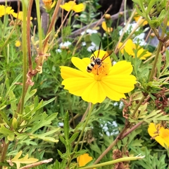 Campsomerinae