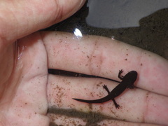 Cynops pyrrhogaster