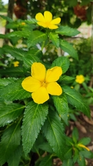 Turnera ulmifolia