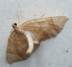 Eulithis diversilineata