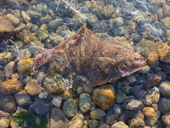 Lepidopsetta bilineata