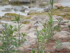 Charadrius collaris