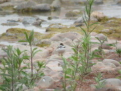 Charadrius collaris