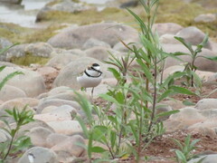 Charadrius collaris