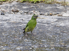 Tersina viridis