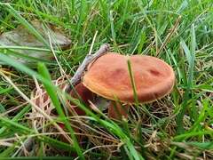 Xerocomellus chrysenteron