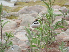 Charadrius collaris