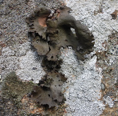 Umbilicaria polyphylla