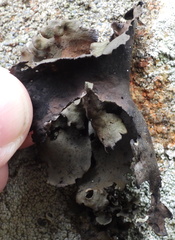 Umbilicaria polyphylla