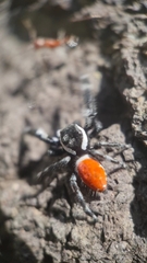 Phidippus carneus
