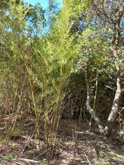 Phyllostachys aurea
