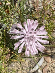 Petrophile linearis