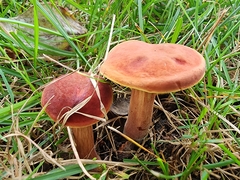 Xerocomellus chrysenteron