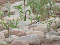 Charadrius collaris