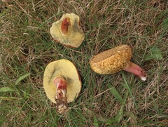 Xerocomellus chrysenteron