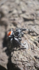 Phidippus carneus