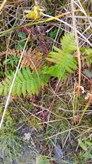 Oreopteris limbosperma