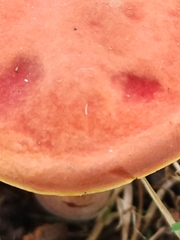 Xerocomellus chrysenteron