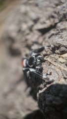 Phidippus carneus