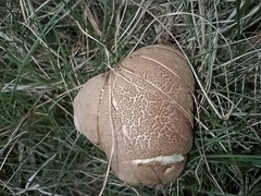 Xerocomellus chrysenteron