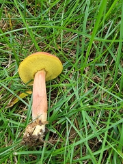 Xerocomellus chrysenteron