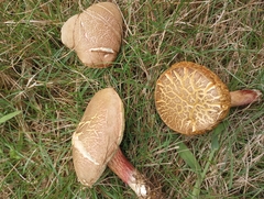 Xerocomellus chrysenteron