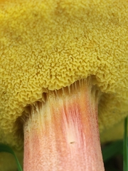 Xerocomellus chrysenteron