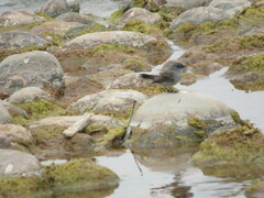 Serpophaga nigricans