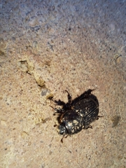 Archophileurus
