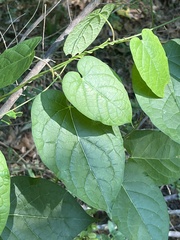Gonolobus suberosus