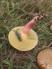 Xerocomellus chrysenteron