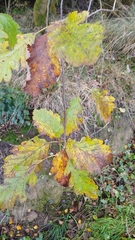 Scandosorbus intermedia