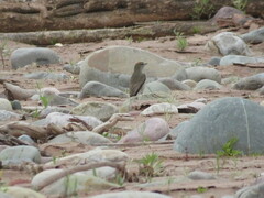 Muscisaxicola rufivertex