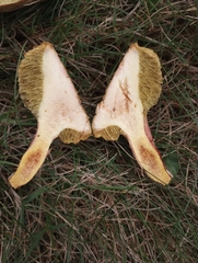 Xerocomellus chrysenteron