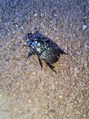 Archophileurus