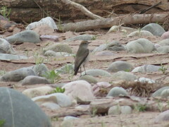 Muscisaxicola rufivertex