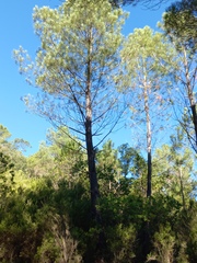 Pinus pinaster